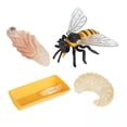 thumbnail image 1 of 2- 4 piezas de figuras de plástico surtidas modelo educativo para 2 piezas perfke Juego de crecimiento de insectos para niños, 1 of 7