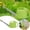 Green, variant on 0.66 Gallon Watering Can Garden Watering Can Outdoor, Plant Water Can With Removable Long Spout And Sprinkler Head, Large Plastic Outdoor Watering Cans For Gardening Flower Plants Patio Lawn