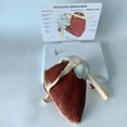 thumbnail image 2 of Shoulder Joint Model - Human Shoulder Joint With Muscle Anatomy Model, 2 of 4