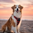 thumbnail image 3 of Pigo Dog Harness No Pull Pet Harness with 2 Leash Clips, Adjustable Soft Padded Dog Vest, No Choke Reflective Outdoor Pet Oxford Vest with Easy Control Handle for Medium Dogs, Black & Red, 3 of 11