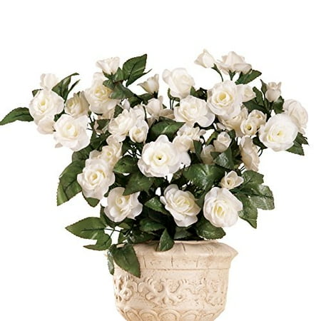 Floral Rose Bushes - Set Of 3 White (Best Mail Order Rose Bushes)