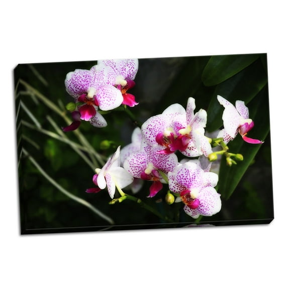 Gango Home Decor Pink Surprise I by Alan Hausenflock (Ready to Hang); One 36x24in Hand-Stretched Canvas