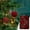 Multicolor a10582 christmas decorations under 5$, variant on Cagogo under $5 Velvet Christmas Balls, 6-Piece Velvet Christmas Balls, 8cm Flocked Tree Ornaments, White Dark Green Burgundy Colors, Gold Dust Finish Decor, Premium Christmas Decorations