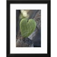 thumbnail image 2 of California HeartShaped Cactus, Framed Art Print Wall Art by Jaynes Gallery Sold by Art.Com, 2 of 5