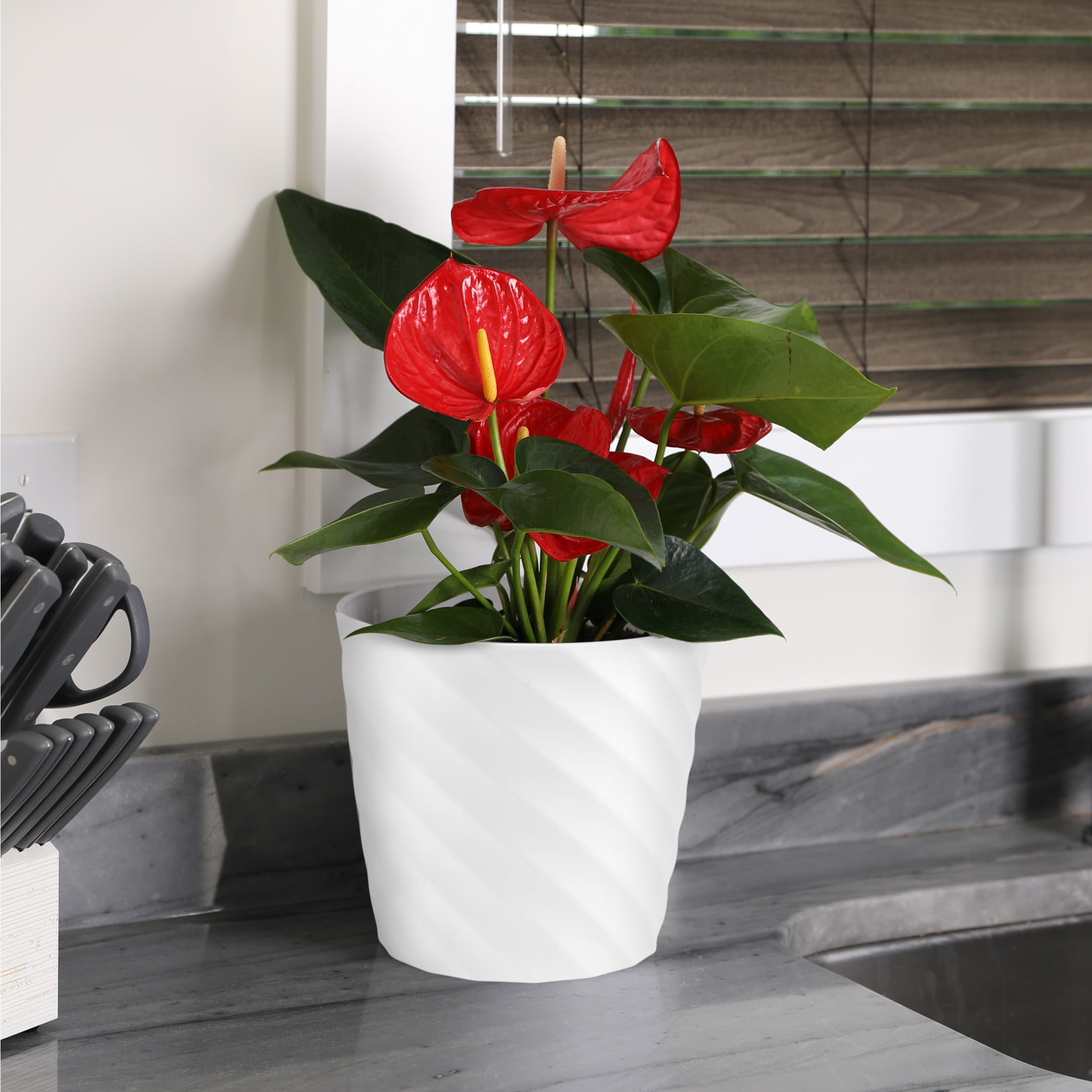 Just Add Ice 18" Tall Anthurium Live Plant in 7" Decorative Plastic Pot, House Plant