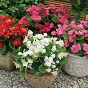 Expert Gardener, Outdoor, Live Plants, Multicolor, Begonia, 1.25G, Each