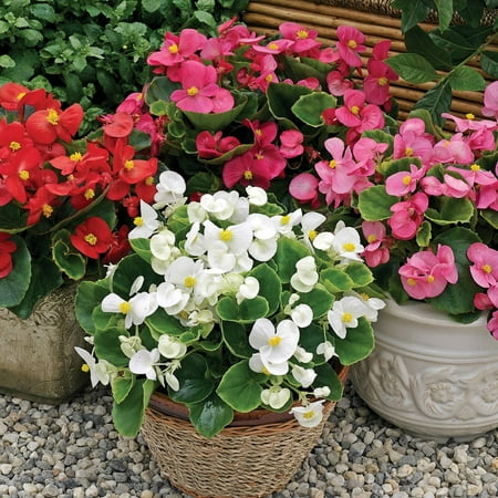 Expert Gardener, Outdoor, Live Plants, Multicolor, Begonia, 1.25G, Each