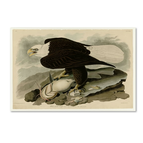 Trademark Fine Art 'Whiteheaded Eagleplate 31' Canvas Art by Audubon
