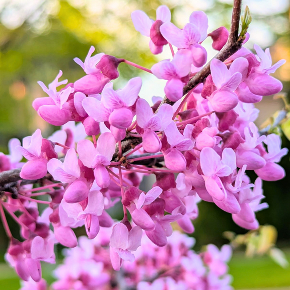 Eastern Redbud Tree Live Plant 8–10 inch Tall, Pink Spring Flowers Eastern, Hardy Redbud Trees for Outdoor Planting, Dormant