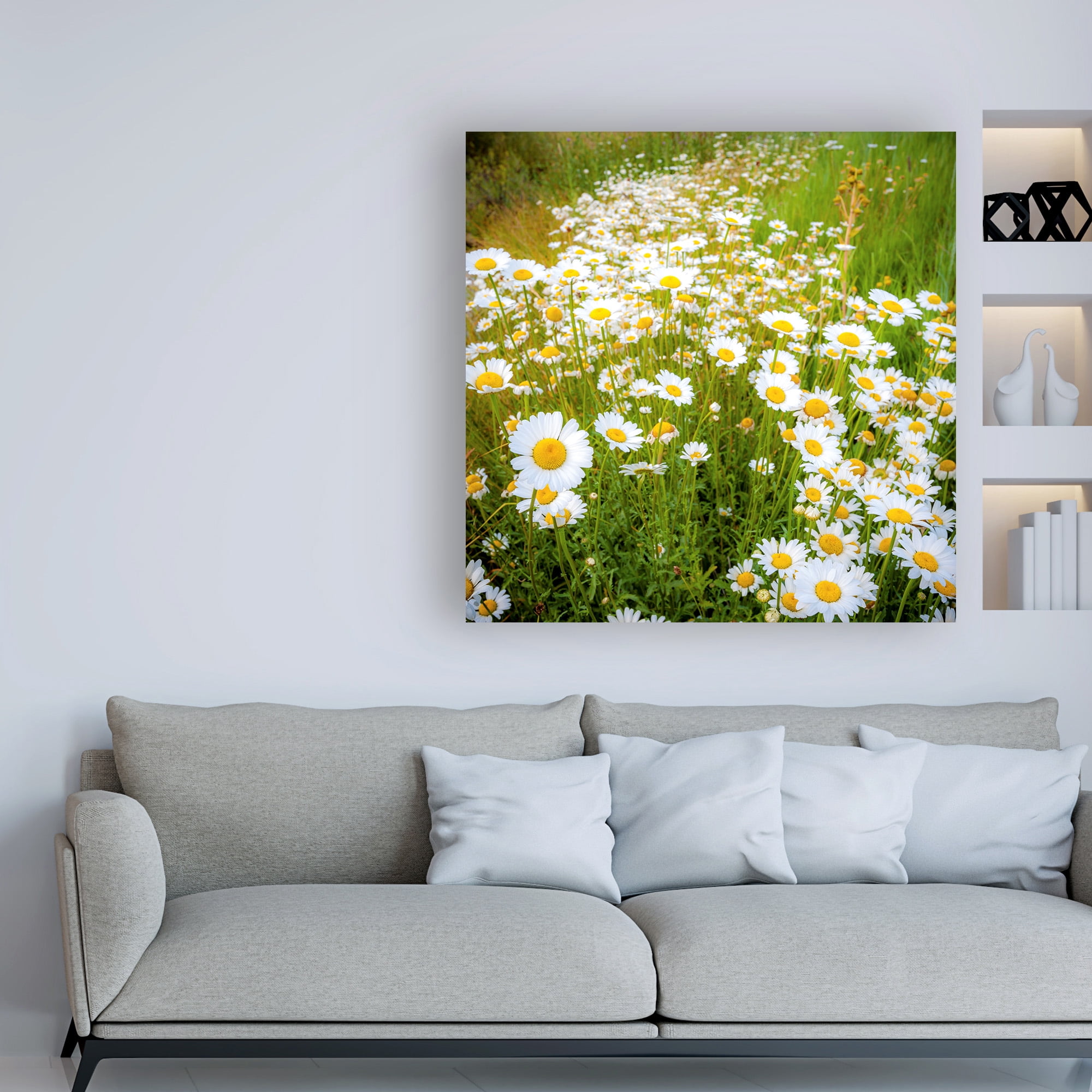 Trademark Fine Art 'Daisies In Field' Canvas Art by Dan Ballard