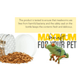 Freshinsects FreezeDried Mealworms for Chicken or Birds,High Protein