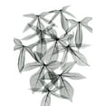 thumbnail image 2 of Koetsier, Albert 15x18 White Modern Wood Framed Museum Art Print Titled - Aralia, 2 of 4