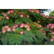 CZ Grain 30 Mimosa Silk Tree Albizia Julibrissin Plant Seeds