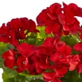 thumbnail image 3 of Nearly Natural Red 11" Geranium Artificial Plant in Ceramic Planter UV Resistant, 3 of 4
