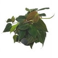 thumbnail image 3 of Philodendron Micans, 6 inch, Velvet Leaf, Philo hederaceum, Sweetheart Plant, 3 of 5