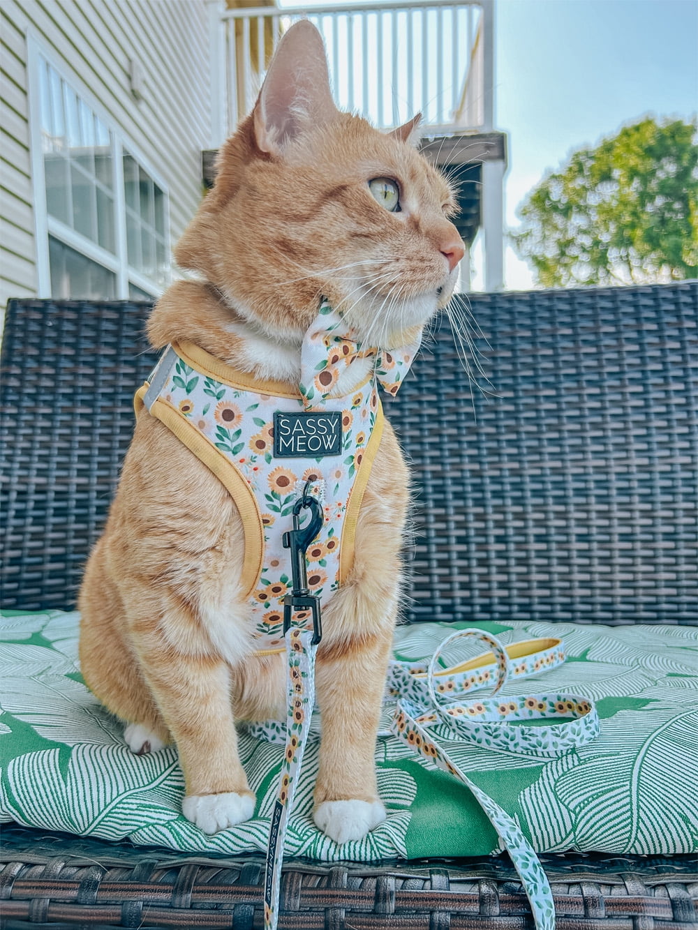 Sassy Meow Cat Leash - Hello Kitty Blue - Walmart.com