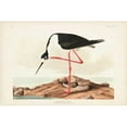 thumbnail image 3 of Audubon, John James 18x13 Black Modern Framed Museum Art Print Titled - Pl 328 Long- legged Avocet, 3 of 5