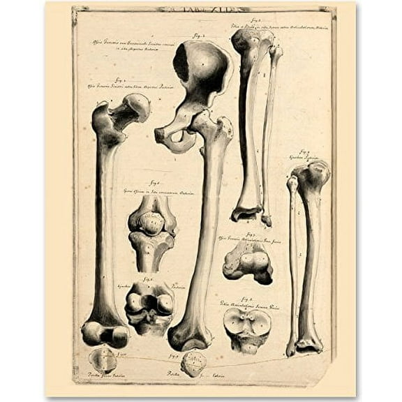 Hip and Leg Bones - 11x14 Unframed Art Print - Great Gift for Medical and Nursing Students