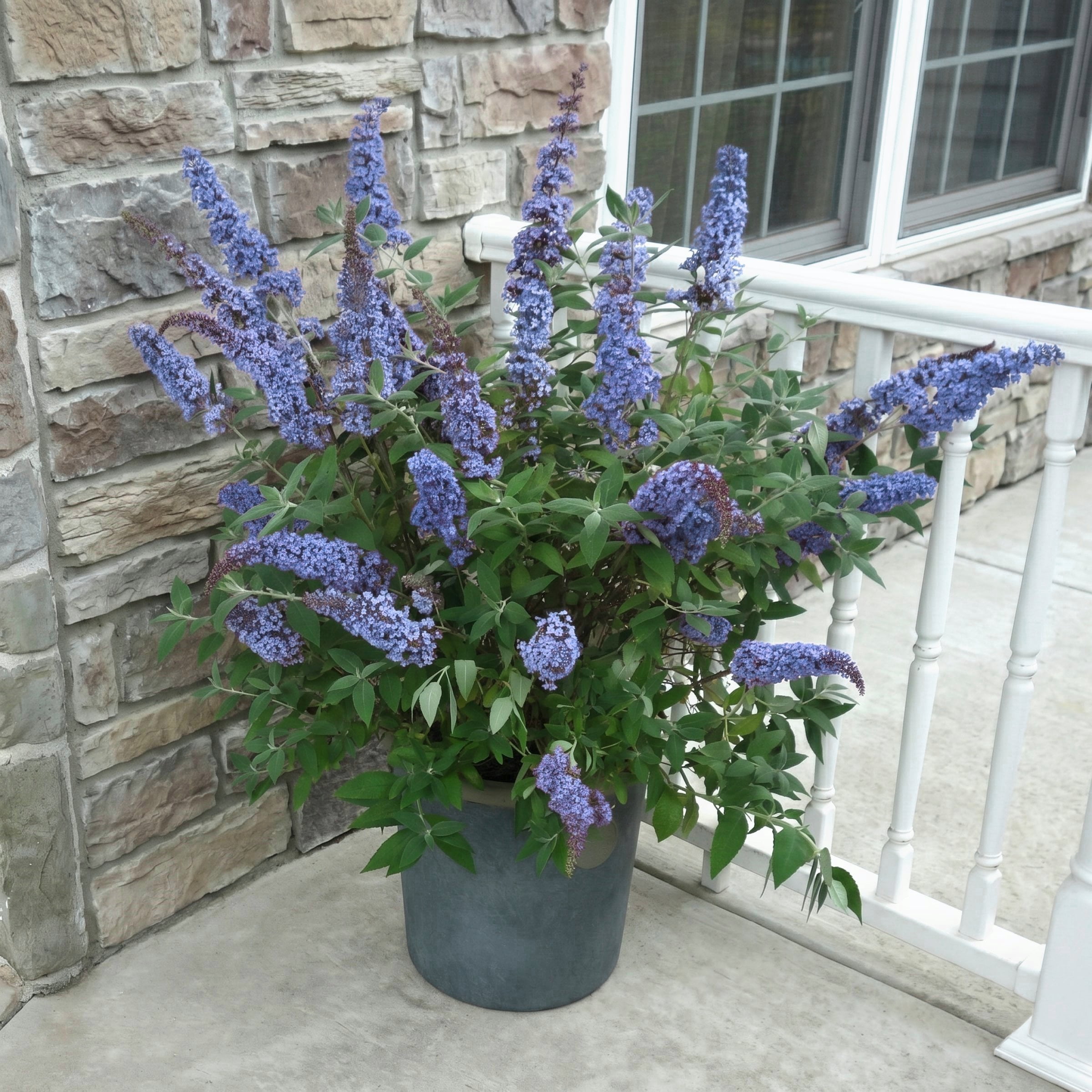 National Plant Network 3.25 in. Buddleia Sky Blue Buzz (16-Pack)