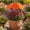 Orange, variant on Plant Umbrellas for Outdoor Plants Larger Sun Shade Adjustable Angle for Garden Potted Flower 4 Pack Plant Cover from Sunlight Exposure(26"X43")