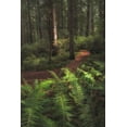 thumbnail image 2 of Head, Danny 13x18 White Modern Wood Framed Museum Art Print Titled - Fern Lined Path, 2 of 4