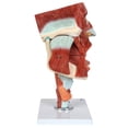 thumbnail image 3 of Axis Scientific Cavities of The Nose, Mouth, and Throat with Larynx - Detailed Anatomy Model for Medical Education and ENT Study, anatomical model, life size, 3 human body model, medical students, 3 of 6