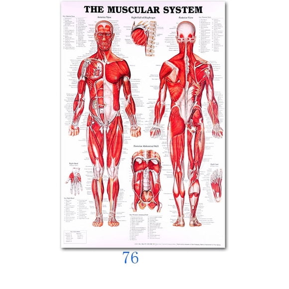 Science Wall Art Muscle System Human Anatomy Diagram Medical Education Supplies HD Oil On Canvas Posters And Prints Home DecorDimensions: 50*70 cm, unframed.,76