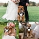 thumbnail image 4 of Pajarita ajustable para bodas de perros para eventos formales, cumpleaños y fiestas: un toque elegante para tu mejor amigo peludo. Esmoquin con cuello tipo bandana para mascotas, 4 of 5
