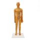 thumbnail image 5 of Modelo femenino de acupuntura de 20,9 pulgadas Modelo de acupuntura del cuerpo humano chino de alta definición transparente para la enseñanza, 5 of 10