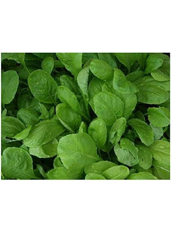 Daves Garden Seeds Fasci Garden