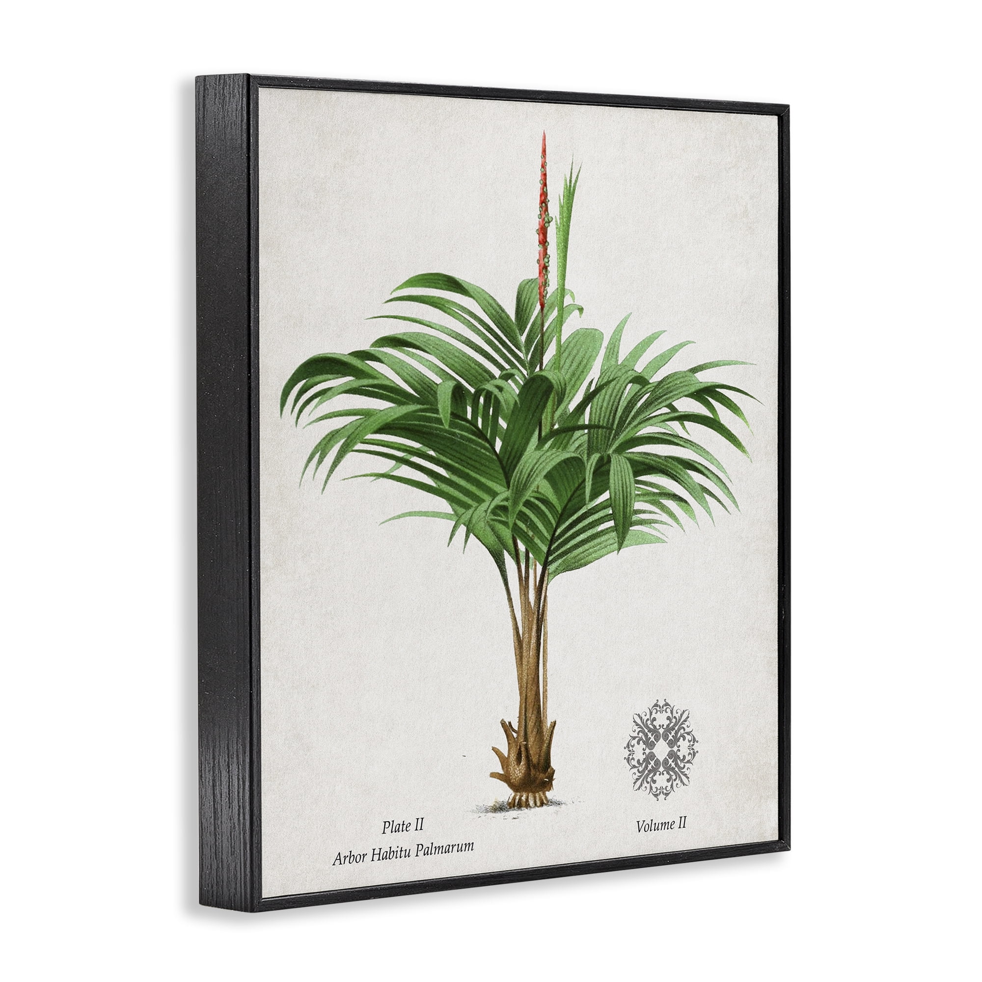 Stupell Industries Natural Palm Variety Study Black Framed Giclee Art, design by Val Rhodes