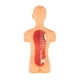 thumbnail image 3 of Demostración del modelo del Torso del cuerpo ciencia en 3D con los órganos removibles exhibición de la anatomía Juguetes, 3 of 9