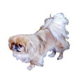 thumbnail image 3 of CafePress - Pekingese Dog Pajamas - Women's Short Sleeve Print T-Shirt and Pants Light Cotton Pajama Set, 3 of 7