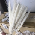 thumbnail image 4 of Phagmites De Hierba De Pampas Secas Pequeñas Decoración De Fragmitas Pequeños De Pampas Pequeños De Hierba De Decoración De Flores Secas Para Bodas En El Hotel Serendint HA044444-04, 4 of 6