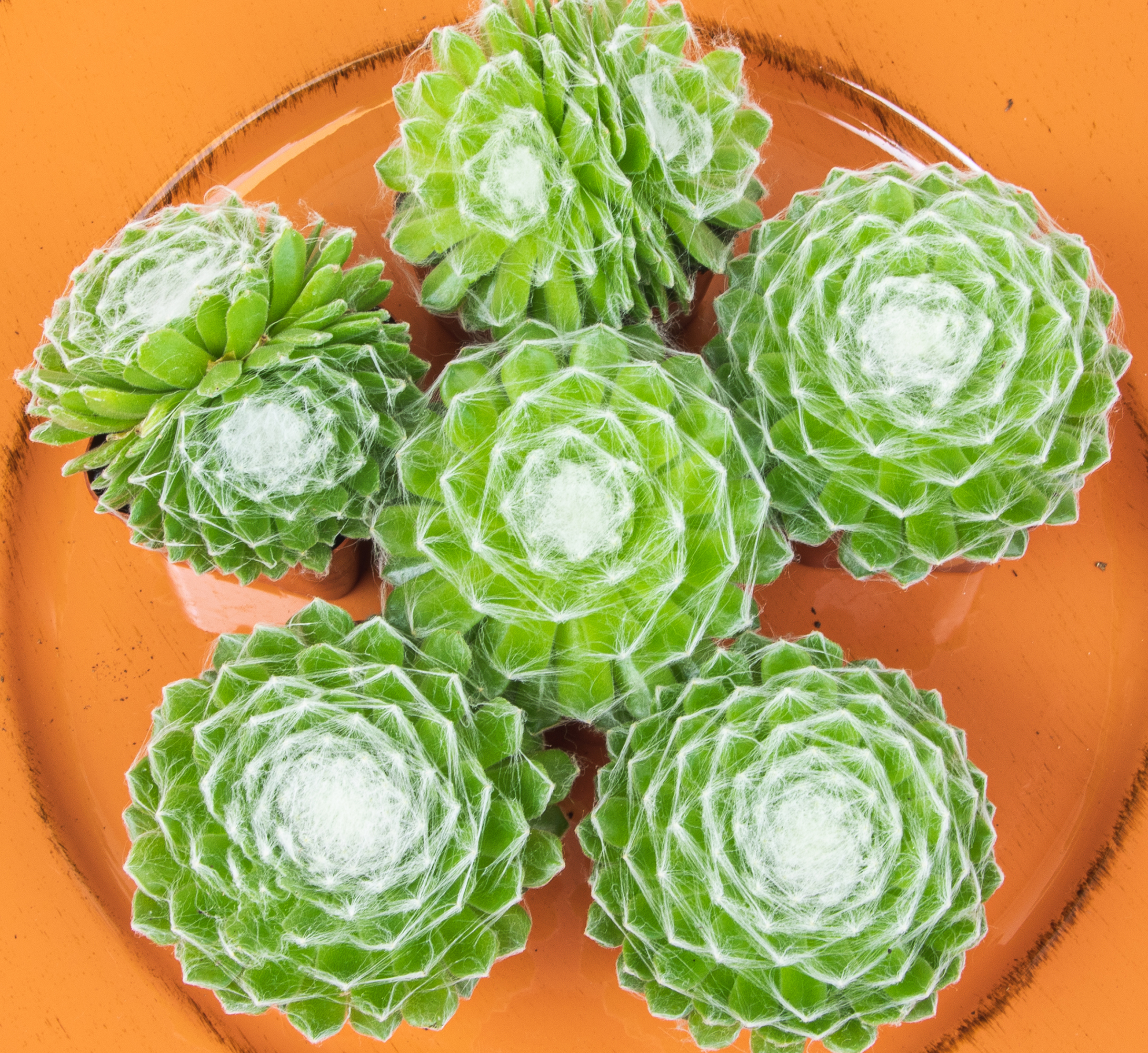 Altman Plants Pet Friendly Succulents (5 + 1 Free) Green Cobweb Sempervivum - 2 in Pots