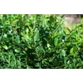 thumbnail image 2 of Hoogendoorn Holly Shrub I 1 Large Gallon Size Plant I Ilex Crenata  Lustrous Evergreen for Hedging, Privacy Screens, and Decorative Accents, 2 of 6