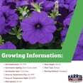 thumbnail image 2 of Harris Seeds Petunia FotoFinish Blue F1, Early Blooming Petunia for Garden Beds and Containers, 100 Count, 2 of 7