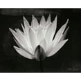 thumbnail image 2 of Vitaly Geyman 24x20 Gallery Wrapped Canvas Wall Art Titled - Glowing Lotus I, 2 of 4