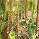 thumbnail image 4 of 100 clips de soporte para plantas, tomates, lazos, cordel, enrejados, jaulas, plantas trepadoras, verduras, 2,5 cm, 4 of 5
