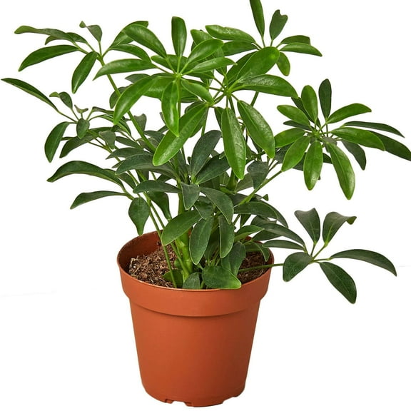 Schefflera Arboricola Live Plant for Indoor | Different Houseplants in 4'' & 6'' Pot | Real House Plant for Living Room, Office, Desk & Bathroom | Dwarf umbrella tree