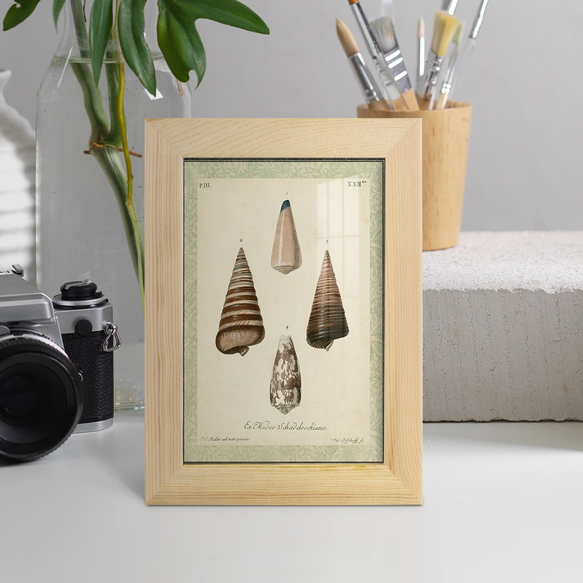Bookplate Shells VI - Framed Print w/glass - Natural Wood