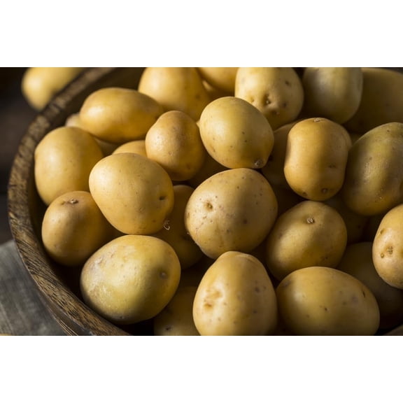 Yukon Gold Seed Potatos for Planting - Easy to Grow (5 Pounds)