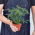 thumbnail image 2 of Schefflera Arboricola Live Plant for Indoor | Different Houseplants in 3'' Pot | Real House Plant for Living Room, Office, Desk & Bathroom | Dwarf umbrella tree, 2 of 5