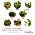thumbnail image 4 of BubbleBlooms Carnivorous Plant Assortment Set, All Different Plant Species, 3 Live Potted Plants, 2 inch Pot, 4 of 9