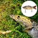 thumbnail image 5 of Cebo 10cm 17g Señuelos de pesca en agua artificial Falsos 6 segmentos duros (316) Sywqhk Para Estrenar, 5 of 6