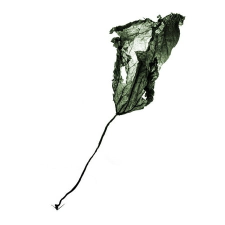 - Canvas Print Still Life Plant The Leaves Silhouette Stretched Canvas 10 x 14