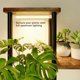thumbnail image 3 of Soporte para plantas Bamworld de metal y madera de 5 niveles con luces de cultivo, 3 of 6