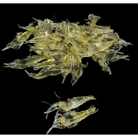 10 Pcs Soft Shrimp Bait Fishing Gear Simulation Fake Bait Grass Shrimp Lures Cost-Effective Convenient Soft Lures Baits and Attractants(4cm)