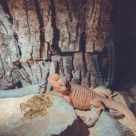 ADDHAT Para De Reptiles En Resina Beige Para Hábitat Y