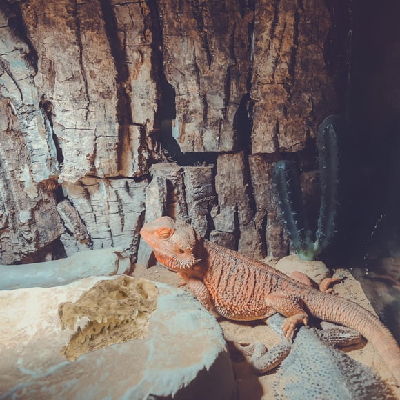 ADDHAT Para De Reptiles En Resina Beige Para Hábitat Y